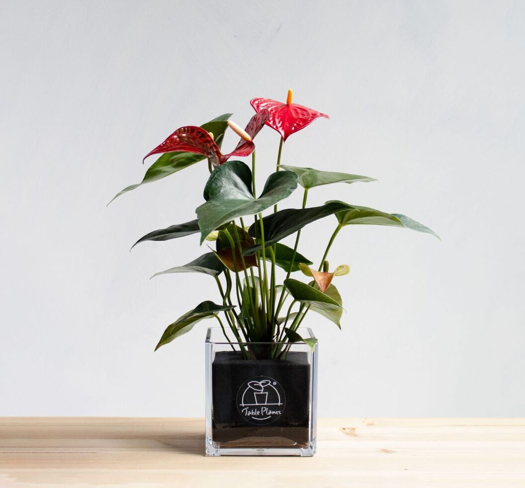 【土を使わない観葉植物】テーブルプランツ キューブ (Table Plants CUBE) - アンスリウム