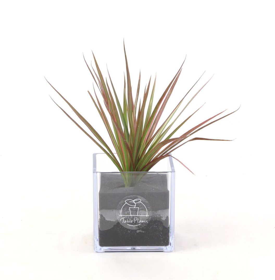 【土を使わない観葉植物】テーブルプランツ キューブ (Table Plants CUBE) - ドラセナ・コンシンネ