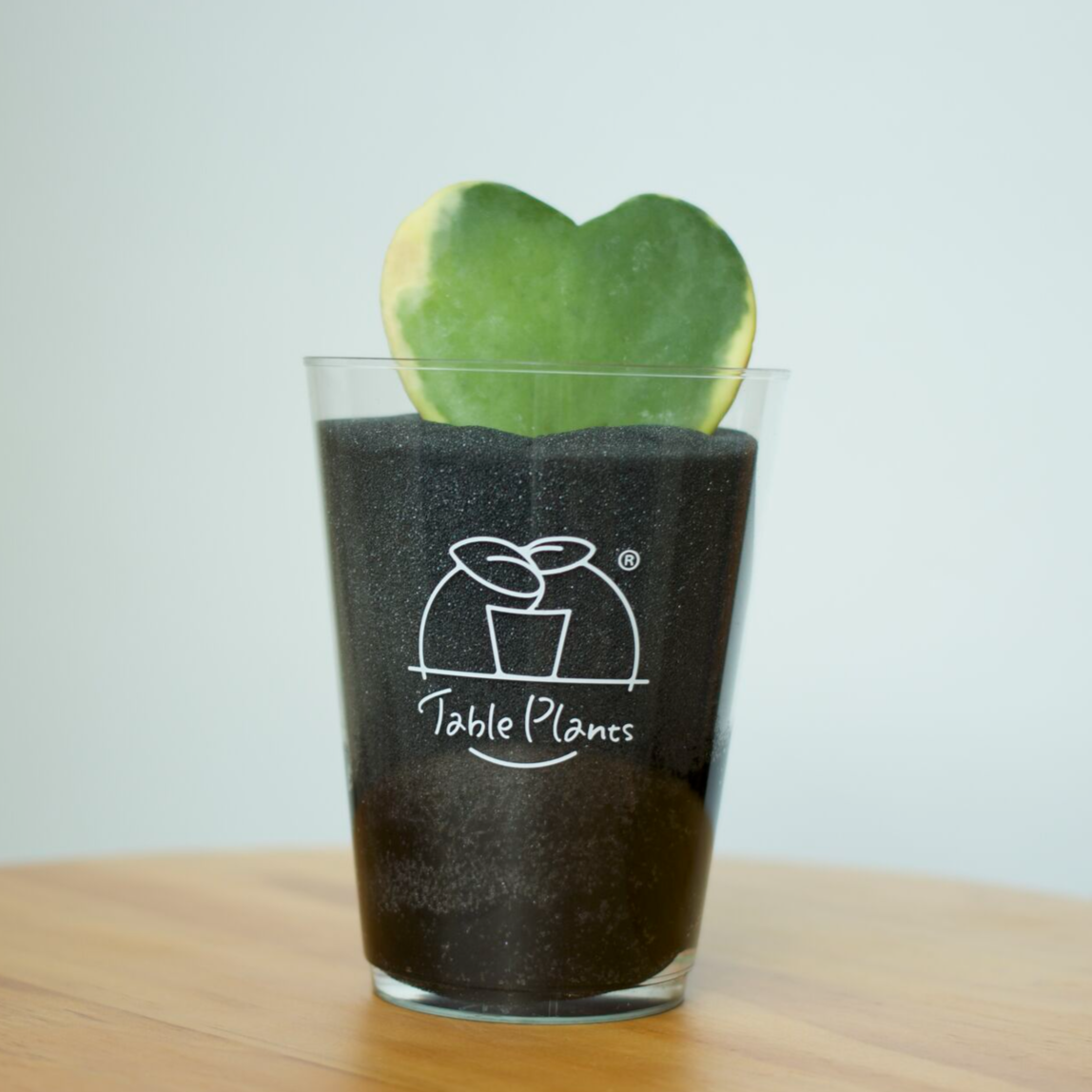 【土を使わない観葉植物】テーブルプランツ（Table Plants）ハートホヤ バレンタインセット数量限定