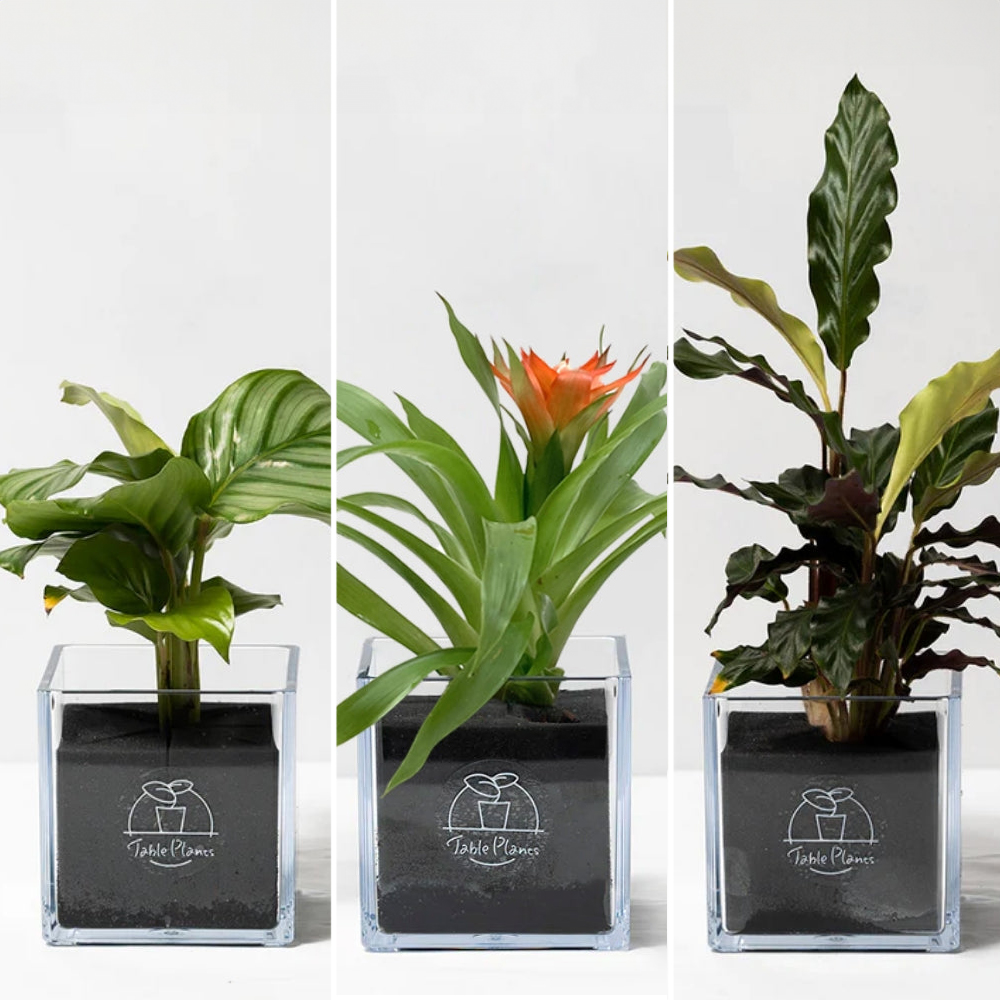 【土を使わない観葉植物】暑さに強いテーブルプランツ キューブ  (Table Plants CUBE)