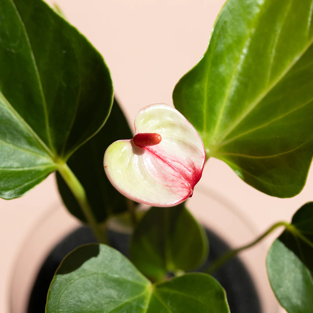 【土を使わない観葉植物】テーブルプランツ(TablePlants) アンスリウム ※数量限定