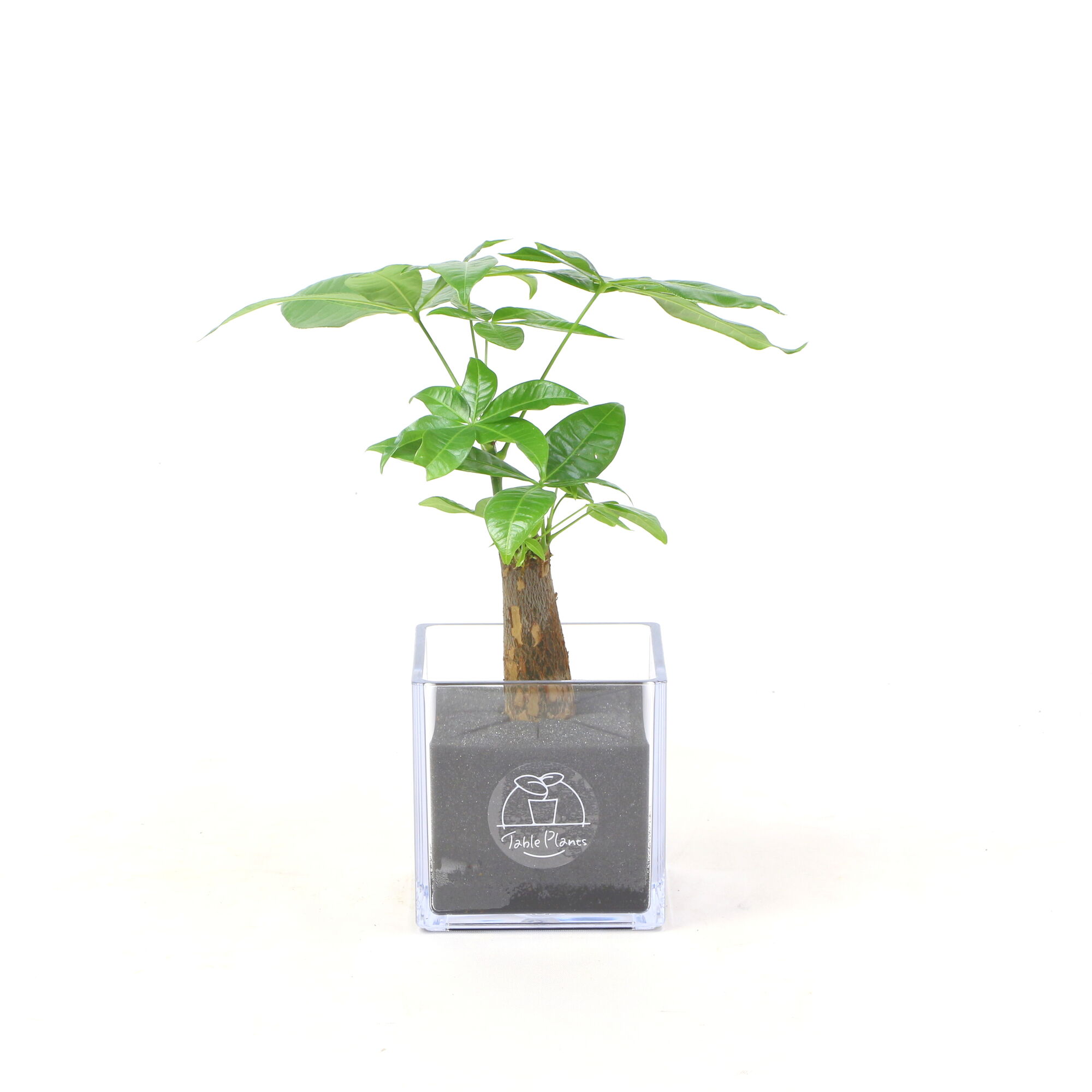 【土を使わない観葉植物】テーブルプランツ キューブ (Table Plants CUBE) - パキラ