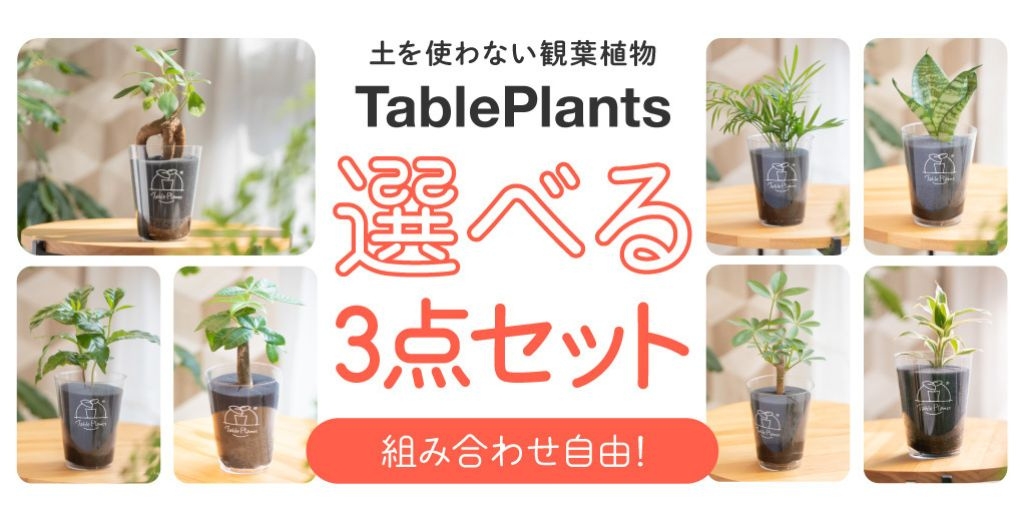 【選べるお得な3点セット】テーブルプランツ(Table Plants)   ※土を使わない観葉植物