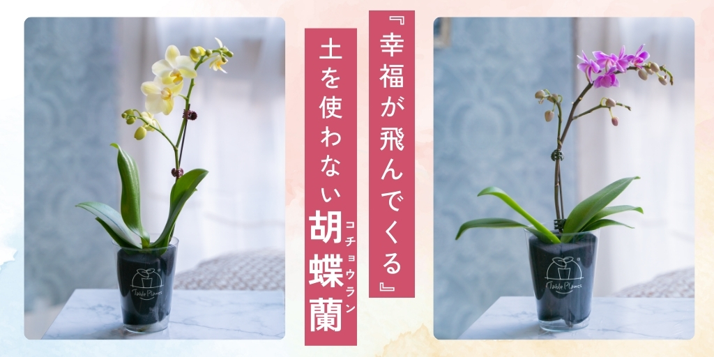 【土を使わない花】テーブルプランツ(Table Plants) ミディ胡蝶蘭　※期間限定