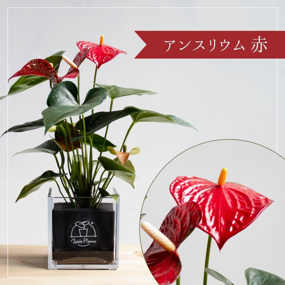 【土を使わない観葉植物】テーブルプランツ キューブ (Table Plants CUBE) - アンスリウム