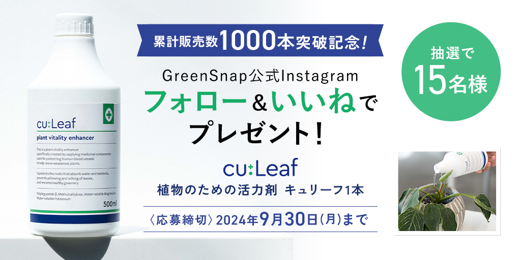 cu:Leaf（キュリーフ）