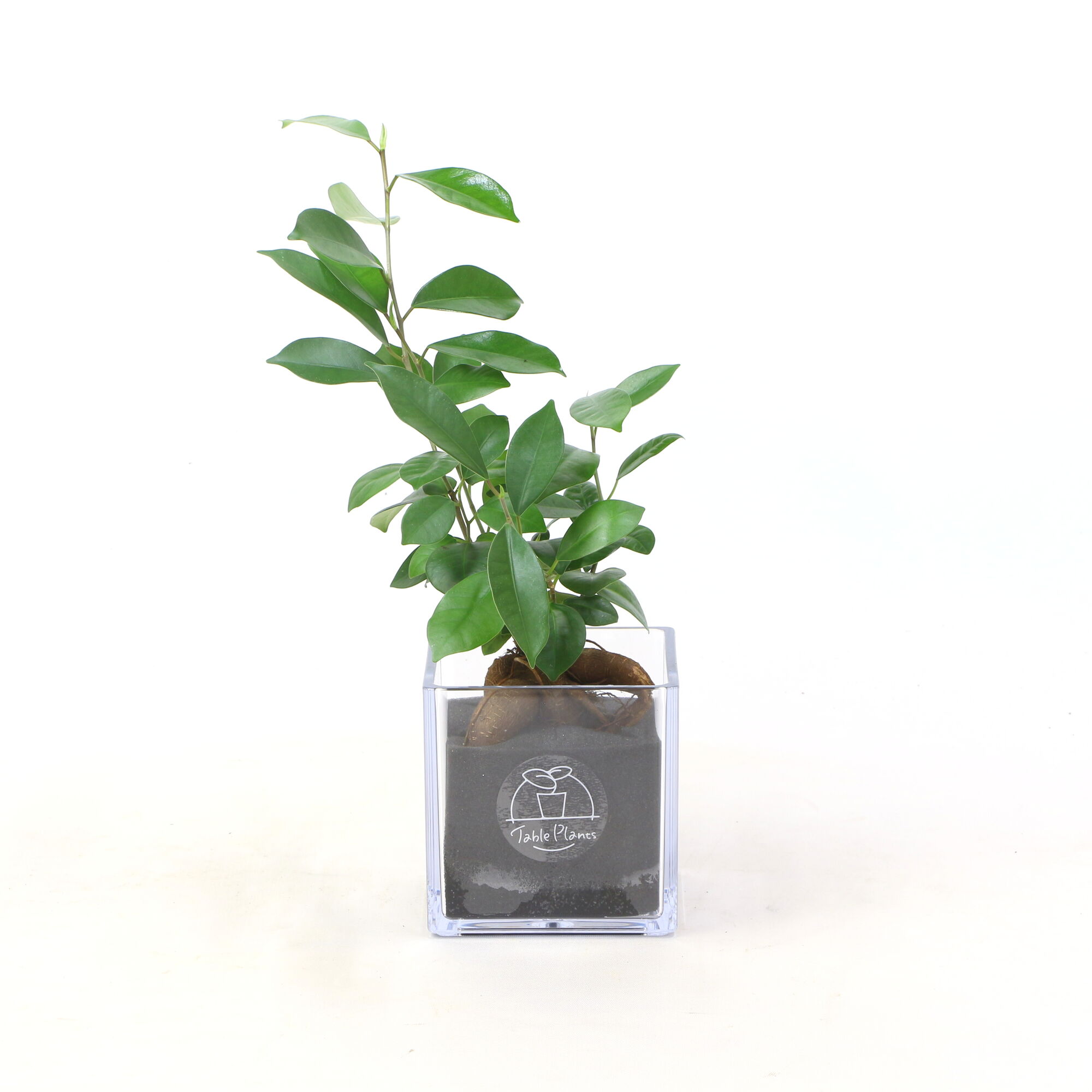 【土を使わない観葉植物】テーブルプランツ キューブ (Table Plants CUBE) - ガジュマル