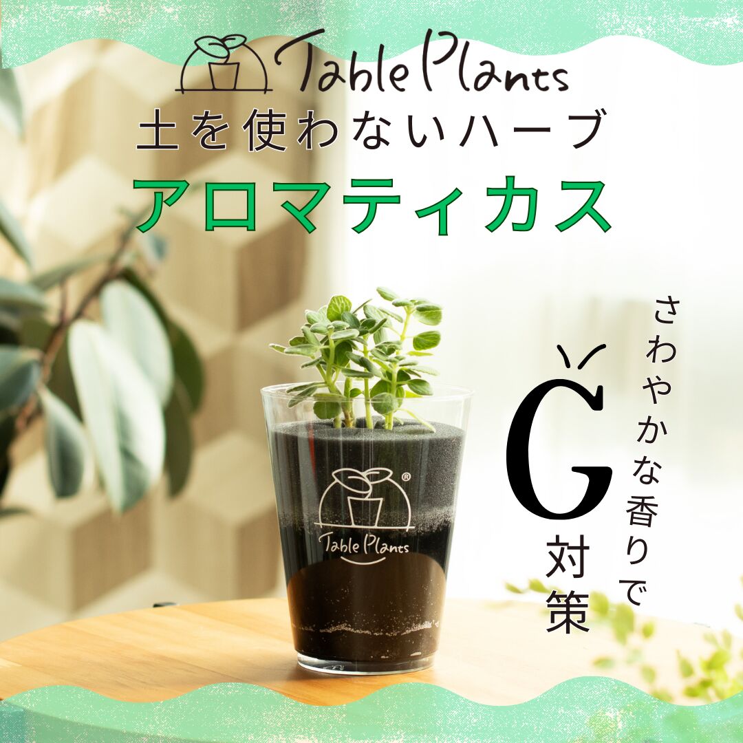 【土を使わないハーブ】ゴキブリ対策テーブルプランツ アロマティカス(Table Plants)