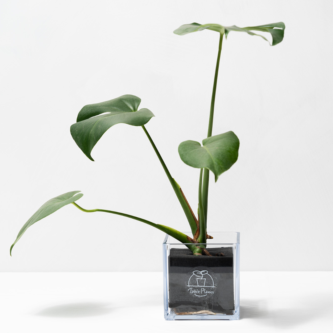 【土を使わない観葉植物】テーブルプランツ キューブ (Table Plants CUBE) - モンステラ