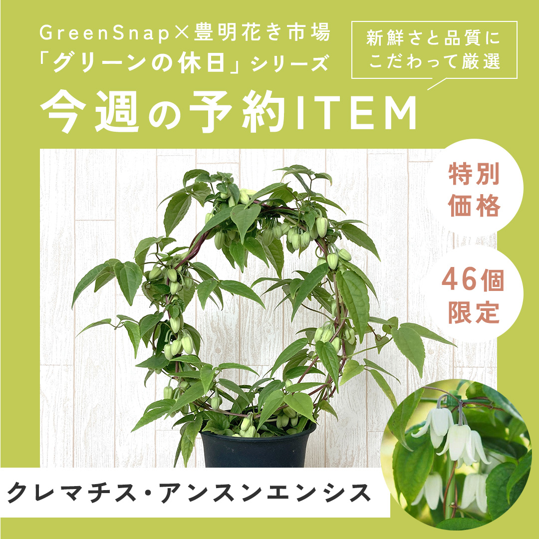 【限定14個】リンドウ 花巻銀河ブルー 4号  ※予約商品:10/20まで 出荷予定:10/25