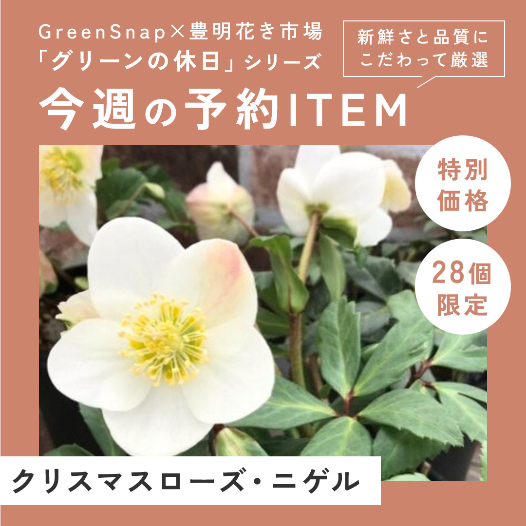 【限定14個】リンドウ 花巻銀河ブルー 4号  ※予約商品:10/20まで 出荷予定:10/25