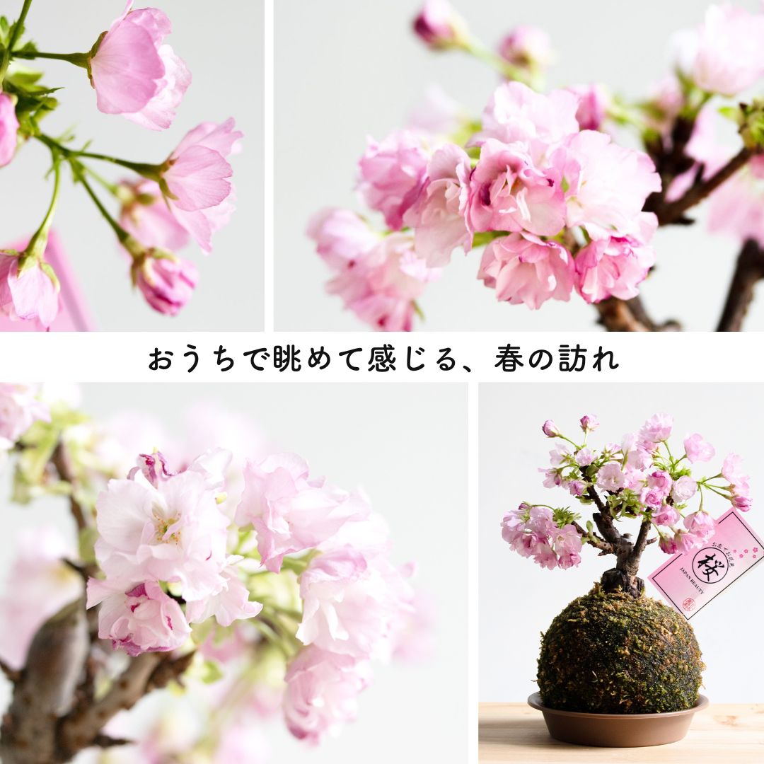 桜の苔玉