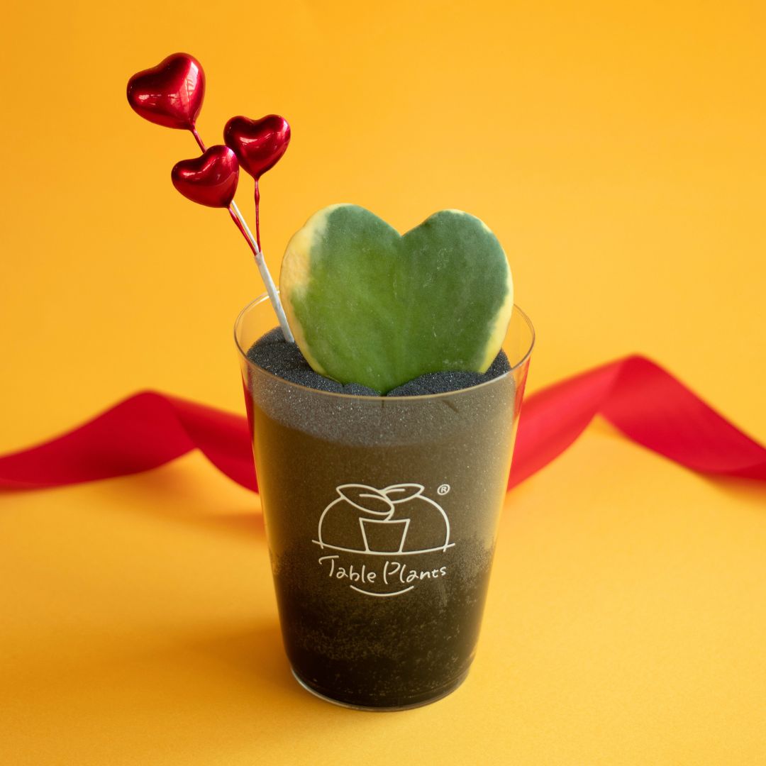 Table Plants ハートホヤ