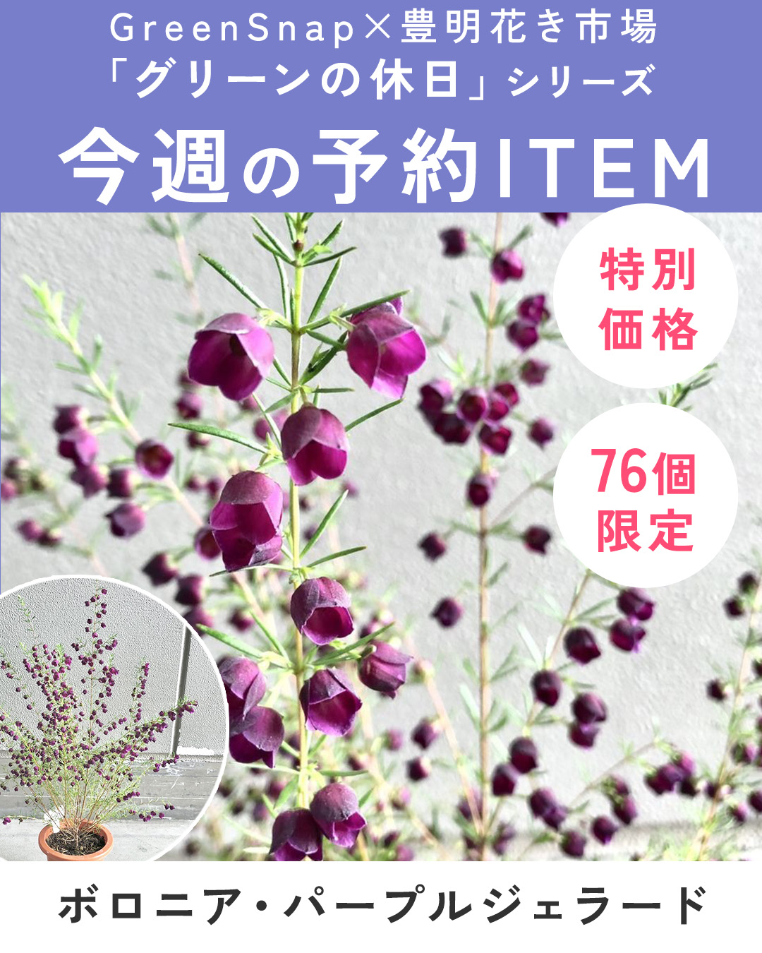 【限定76個】ボロニア・パープルジェラード  5号 ※予約商品:3/2まで 出荷予定:3/7