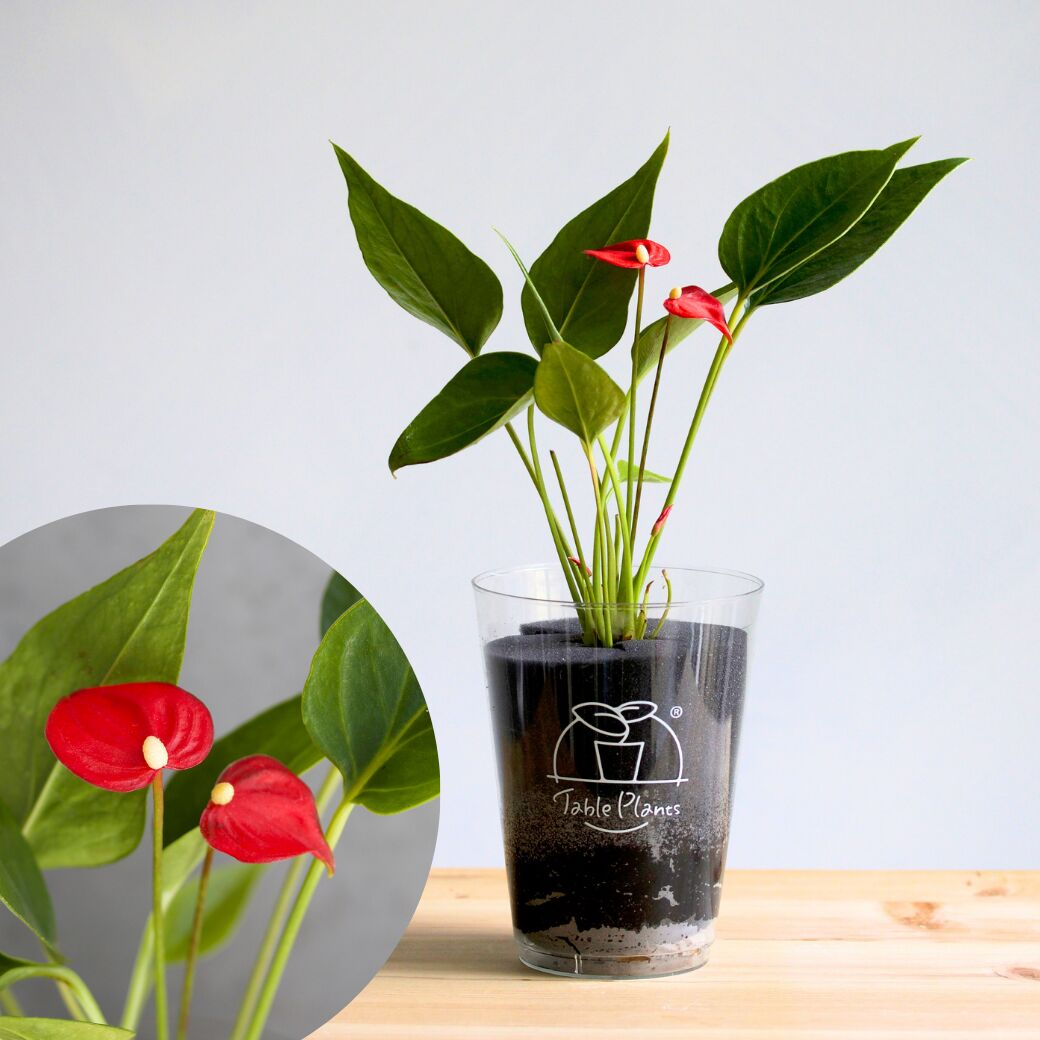 【土を使わない観葉植物】テーブルプランツ(TablePlants) アンスリウム ※数量限定 カラー - TP 赤