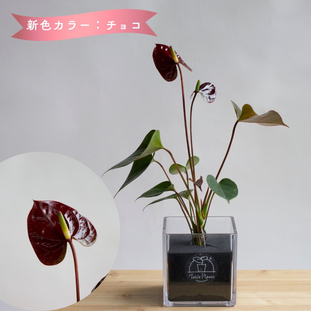 【土を使わない観葉植物】テーブルプランツ(TablePlants) アンスリウム ※数量限定 カラー - CUBE チョコ