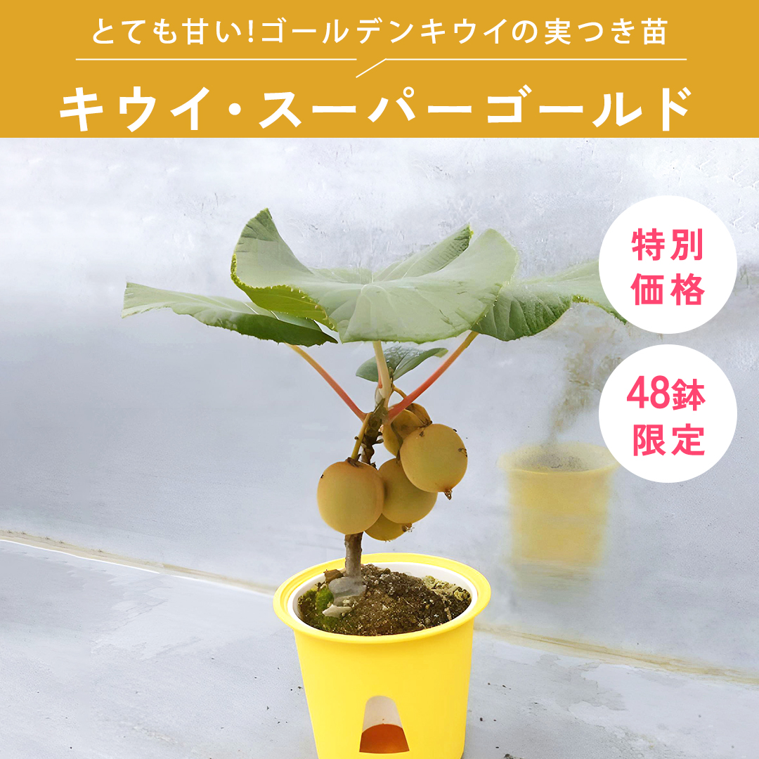 キウイ・スーパーゴールド 5号
