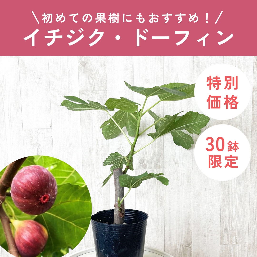 【限定30鉢】イチジク・ドーフィン 3.5号 ※予約商品:6/22まで 出荷予定:6/27