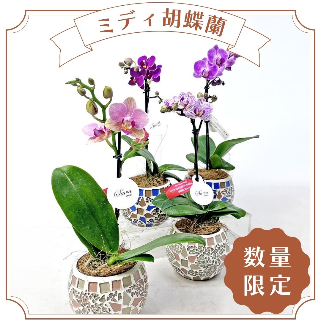 Jewel series