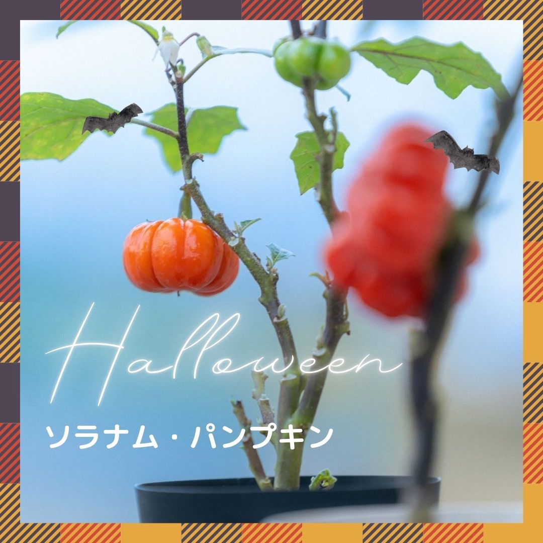 【予約商品：10/3発送】ソラナム・パンプキン (ソラナム・エチオピクム) 4号