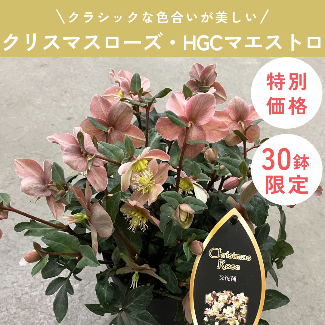 【限定30鉢】クリスマスローズ・HGCマエストロ 5号 ※予約商品:11/30まで 出荷予定:12/5