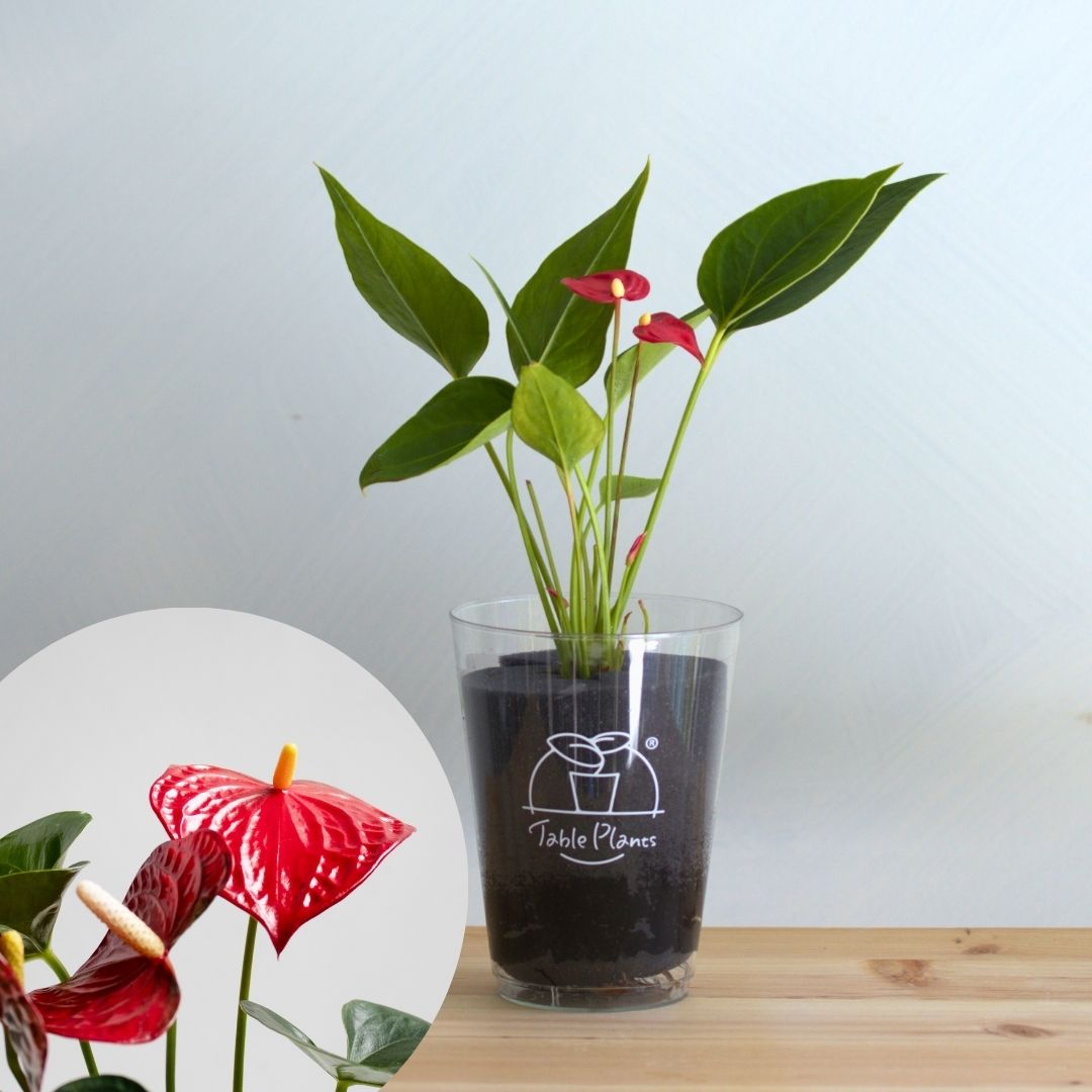 【土を使わない観葉植物】幸福を呼ぶ！ハート型のテーブルプランツ(Table Plants) アンスリウム