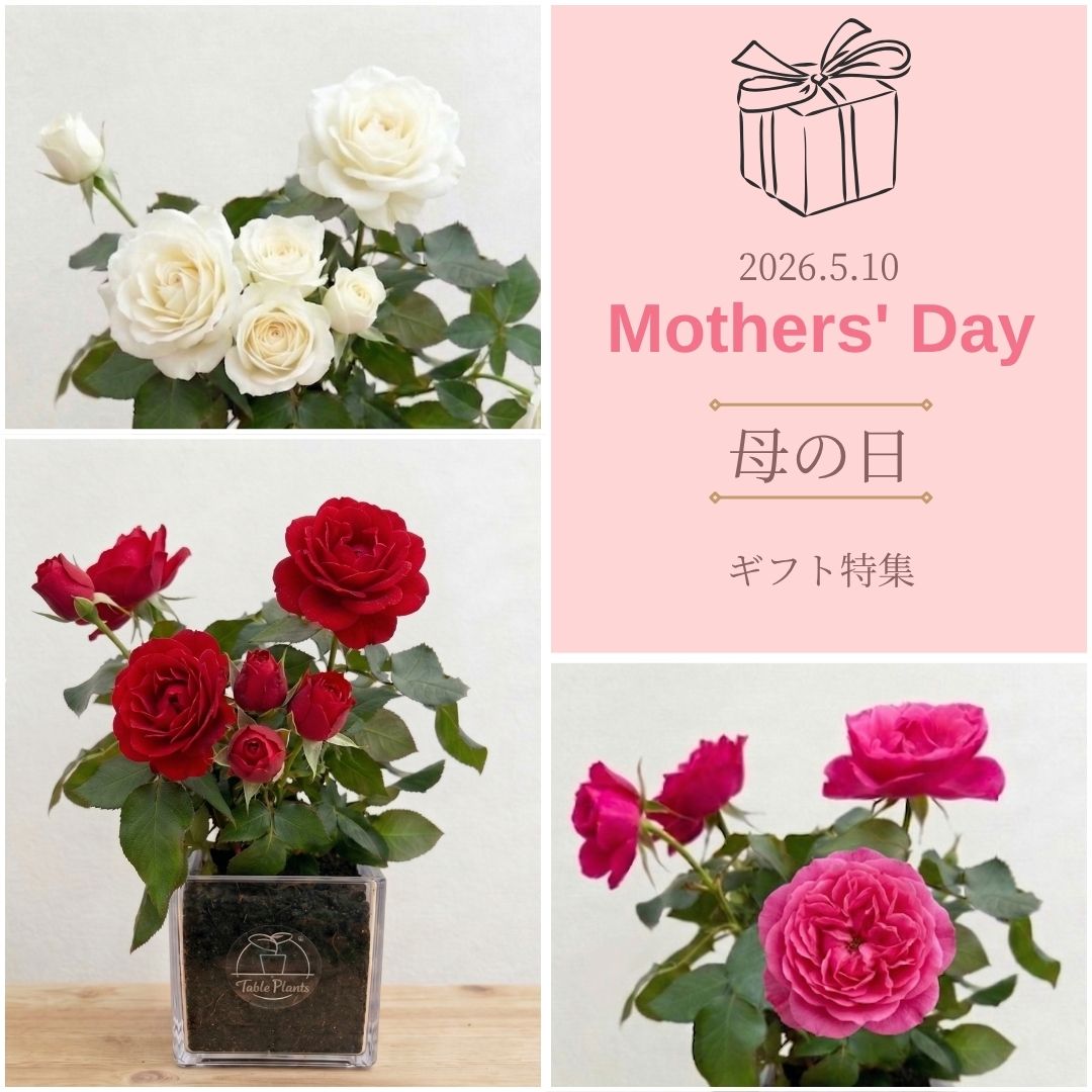 母の日ギフト
