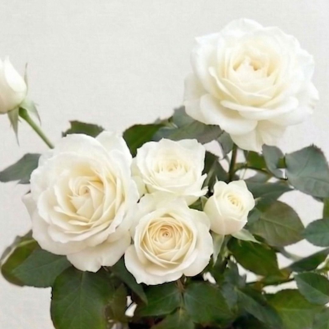 ミニバラ フォーエバー“ホワイト”