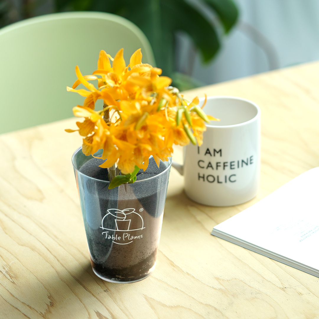 【土を使わない花】テーブルプランツ(Table Plants) デンドロビウム