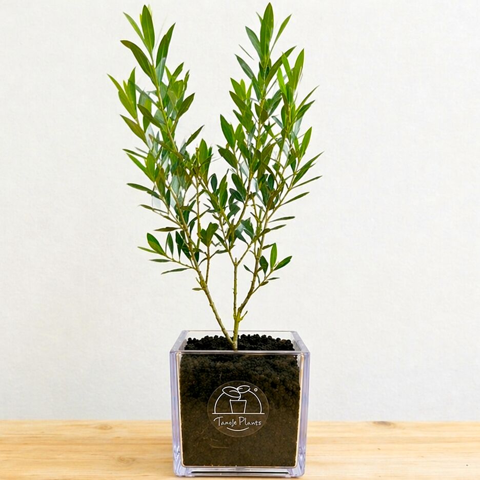 【ボタニカルソイルCUBE観葉】テーブルプランツ(Table Plants) オリーブ(ミックス)