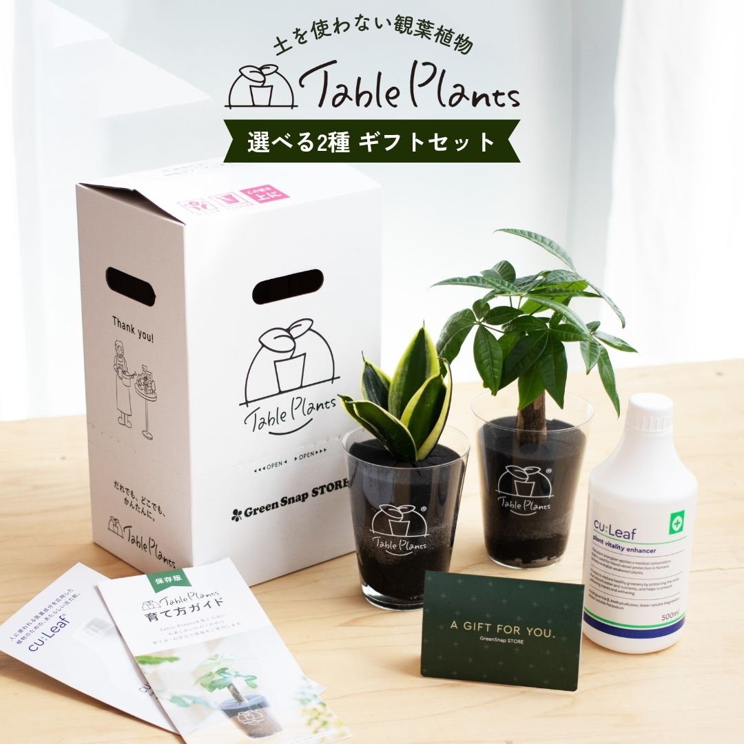 選べるテーブルプランツ(Table Plants)2種+cu:Leaf(活力剤)セット 土を使わない観葉植物